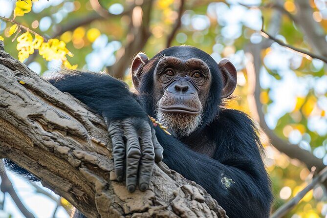 7-Day Private Uganda Gorilla Tracking Safari Tour From Entebbe - Kalinzu to Bwindi: chimpanzees, tree-climbing lions, and a long scenic road
