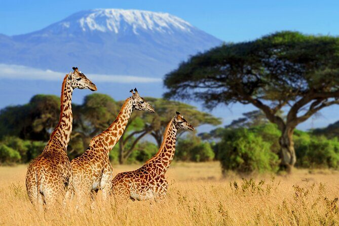7-Day Private Uganda Gorilla Tracking Safari Tour From Entebbe - Entebbe departure day: a flexible finish that respects your flight time