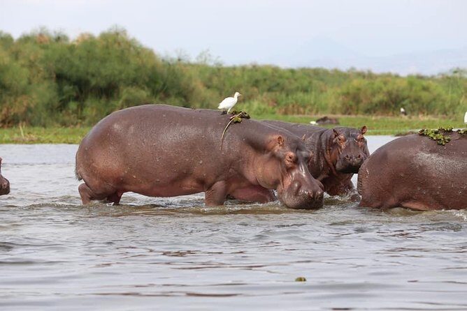 7-Day Uganda Adventure Safari - Midrange Lodges - Rhino Fund Uganda at Ziwa: a rare, guided close encounter