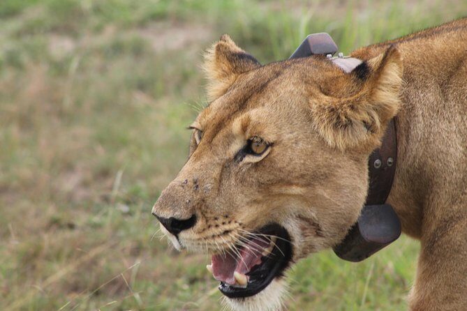 7-Day Wildlife Adventure Safari - Key Highlights You’ll Feel Fast