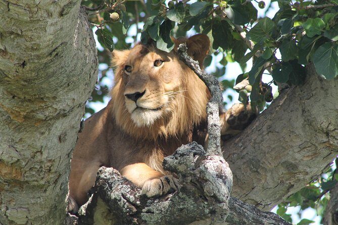 7-Day Wildlife Adventure Safari - Day 1: Pian Upe Game Reserve Starts With Sipi Falls Views