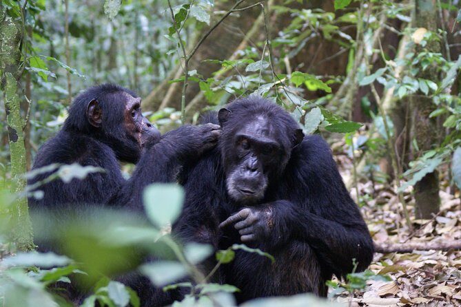 7 Days Fort Portal Culture Tour Western Uganda - Rwenzori area and the Mountain of the Moon feel