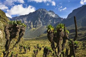 7 Days Rwenzori Summit (Margherita Peak) Hike - Price and Value: What $1,435.90 Covers (and Why It Matters)