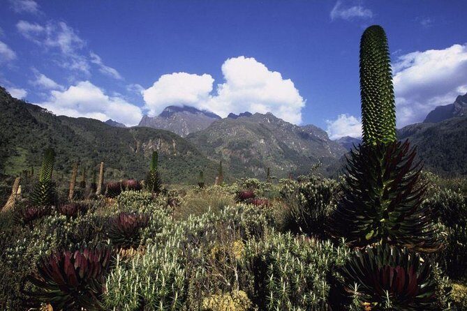 7 Days Rwenzori Summit (Margherita Peak) Hike - Gear, Weather, and What You Should Pack (Without Guessing)