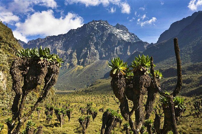 7 Days Rwenzori Summit (Margherita Peak) Hike - Price and Value: What $1,435.90 Covers (and Why It Matters)