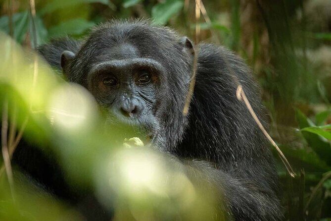 8-Day Classic Uganda Primates & Wildlife Tour - The long drive to Bwindi (and why early mornings matter)