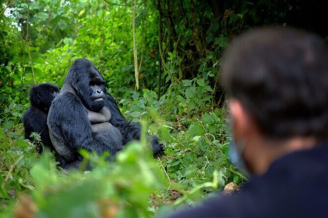 8-Day Classic Uganda Primates & Wildlife Tour - Bwindi hiking to Buhoma, then Ishasha tree-climbing lions