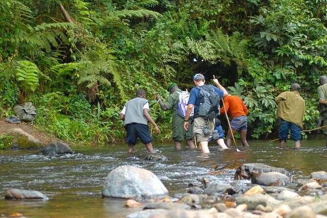8-Day Classic Uganda Primates & Wildlife Tour - Kibale chimp trekking and Bigodi Wetlands nature + village life