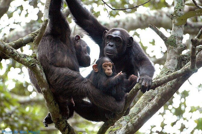 8-Day Murchison Falls, Chimp and Epic Gorilla Trekking - Key highlights worth knowing