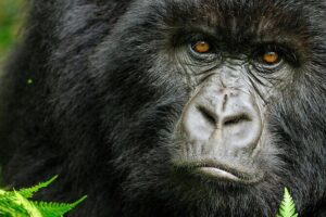 8-Day Murchison Falls, Chimp and Epic Gorilla Trekking - Ziwa Rhino Sanctuary for rhino tracking: a smart add-on stop