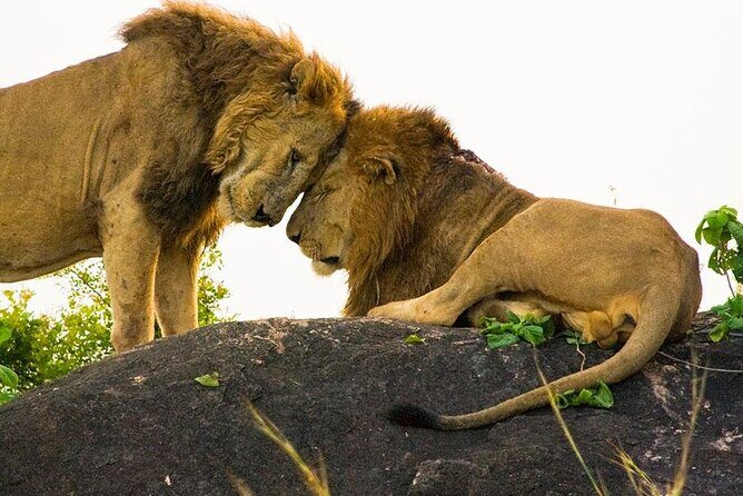 8-Day Murchison Falls, Chimp and Epic Gorilla Trekking - Queen Elizabeth National Park: evening drive and huge-herd possibilities