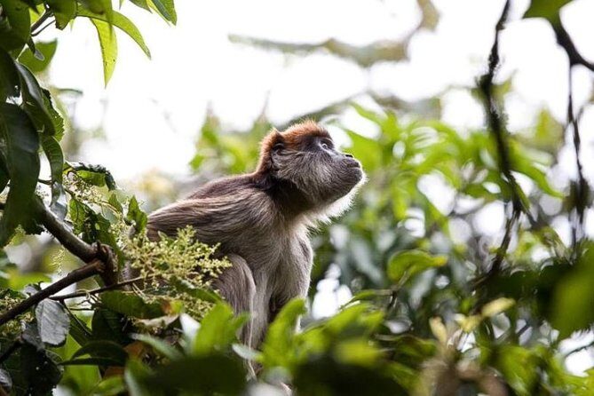8-Day Murchison Falls, Chimp and Epic Gorilla Trekking Safari - Key Highlights at a Glance