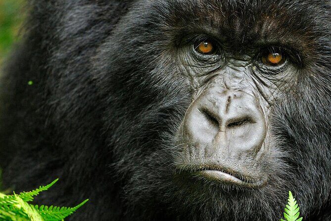 8-Day Murchison Falls, Chimp and Epic Gorilla Trekking - Ziwa Rhino Sanctuary for rhino tracking: a smart add-on stop