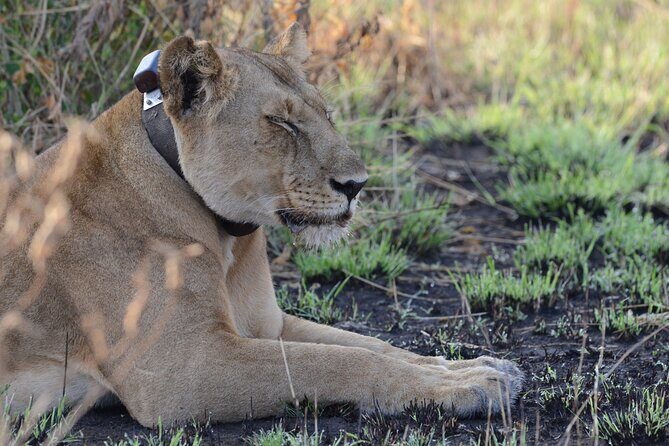 8-Day Private Uganda Big 5 Luxury Safari with Gorillas and Chimps - Gorilla tracking in Bwindi: why timing is the real deal