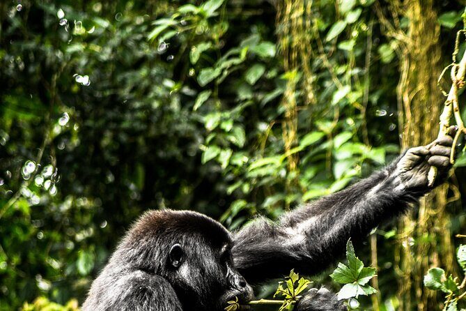 8 Days Gorillas, Primates & Wildlife Safari Uganda Safari - Kibale Chimp Trek and Bigodi Swamp Walk: Forest Quiet, Then Quick Surprises
