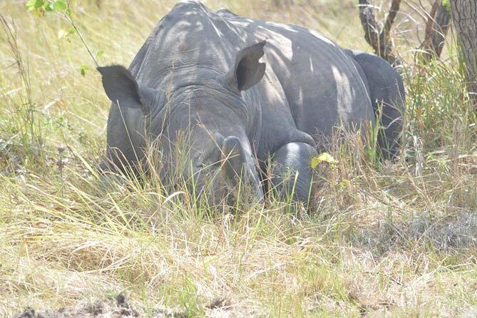 8 days Murchison Falls, Chimpanzee & Gorilla Trekking Safari - Key Highlights You’ll Care About