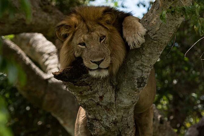 8 days Murchison Falls, Chimpanzee & Gorilla Trekking Safari - Day 1: Ziwa Rhino Sanctuary Hike and a Straight Run Toward Murchison