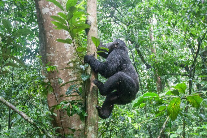 8 Days Uganda Primates Safari - Day 1 in Entebbe: arrival, transfer, and an easy first night