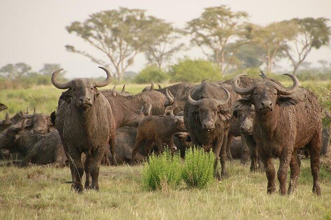 8 Days Uganda Primates Safari - Kazinga Channel: why that boat cruise earns its spot