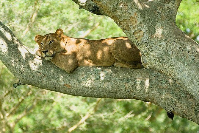 9 Best of Uganda gorilla and wildlife safari - Key highlights you should care about