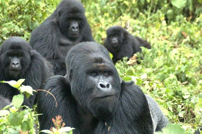 9 Best of Uganda gorilla and wildlife safari - Kibale and Fort Portal: tea country into chimp territory