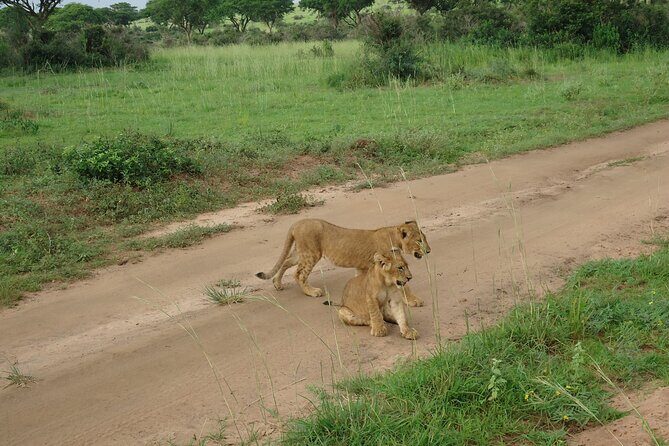 9 day Gorilla Trekking, Chimpanzee & Wilderness Safari (mid-range) - Day 1: Ziwa rhino tracking on foot, then Murchison Falls rapids views