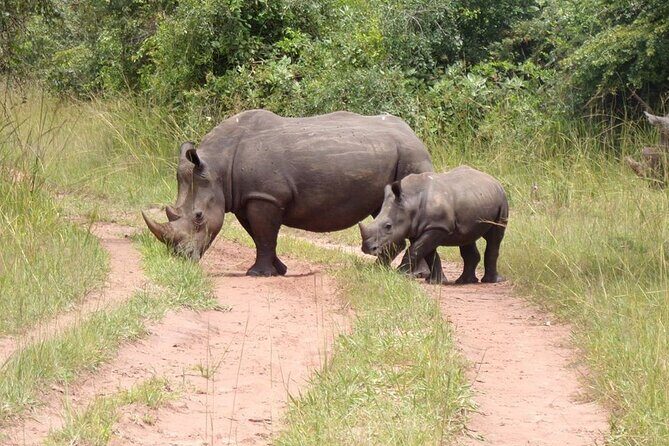 9 day Gorilla Trekking, Chimpanzee & Wilderness Safari (mid-range) - Day 2: Murchison Falls game drives plus a Nile waterfall cruise