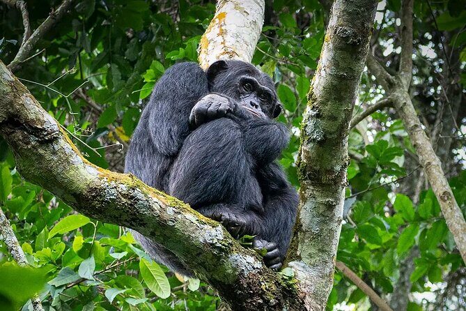 9-Day Private Uganda Wildlife Safari - Fly-in pacing from Kampala: saving road time for the good stuff