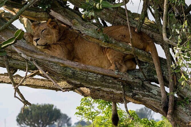 9-Day Private Uganda Wildlife Safari - Days 3–4 Kibale Forest: tea country drives, chimp tracking, and that swamp walk