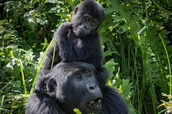9-Day Private Uganda Wildlife Safari - Day 5–6 Queen Elizabeth: Kazinga Channel hippos and crater light