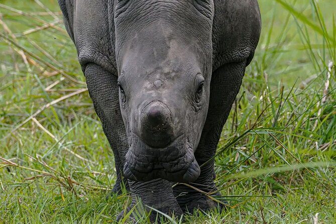 9-Day Private Uganda Wildlife Safari - Day 7 Bwindi approach: tree-climbing lions and Buhoma’s elevated lodge