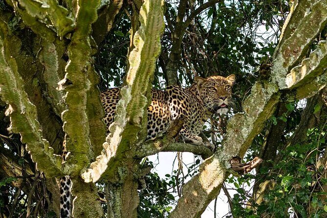 9-Day Private Uganda Wildlife Safari - Day 8 Bwindi gorilla trekking: one hour with habituated families