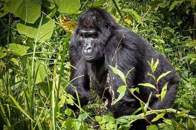 9-Day Private Uganda Wildlife Safari - Day 2 Murchison Falls: Northern savannah sightings plus the boat to the falls