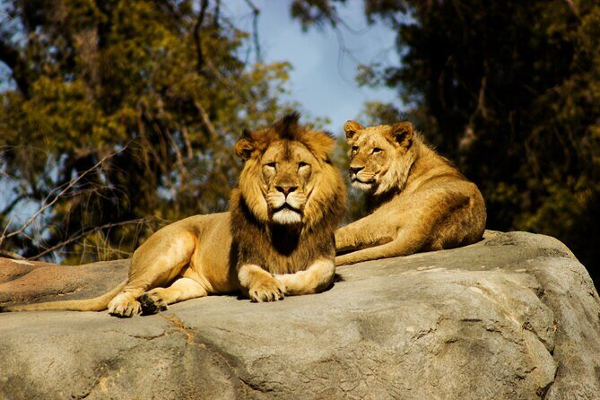 9 Days Uganda Wildlife Safaris, Gorilla Trekking & Hiking - Queen Elizabeth: Kasenyi Game Drive and Kazinga Channel Cruise