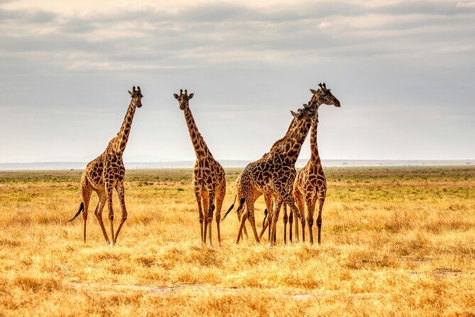 9 Days Uganda Wildlife Safaris, Gorilla Trekking & Hiking - From Queen Elizabeth to Bwindi: Budongo Chimp Tracking to Gorilla Country