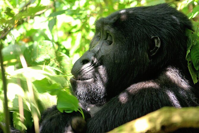 Bwindi Gorilla Safari - 3 Days - Day 1 in the Bwindi Area: Arriving Calm, Not Rushed