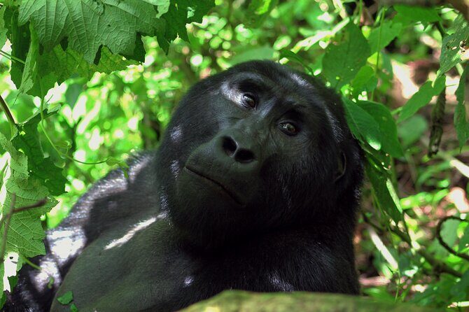 Bwindi Gorilla Safari - 3 Days - Day 2: Gorilla Trekking Through Bwindi’s Thick Green
