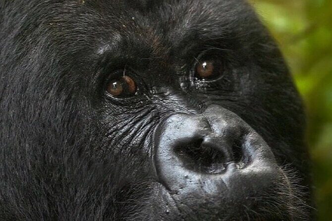 Bwindi Gorilla Safari - 3 Days - How the Small Details Affect Your Gorilla Day