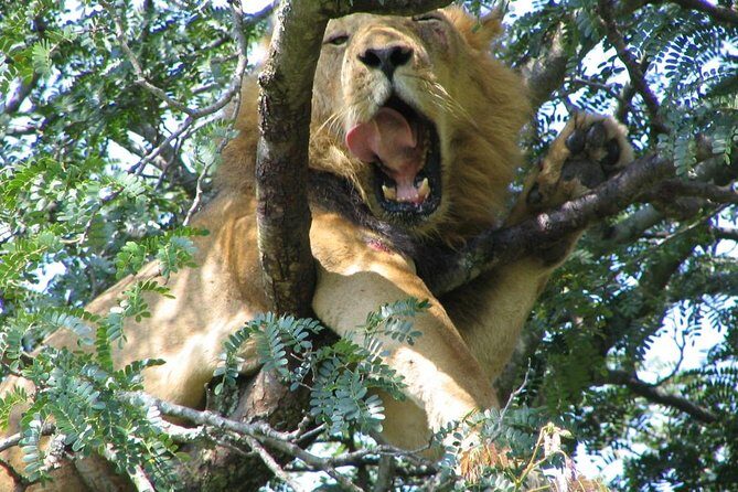 Bwindi impenetrable Kenya Tanzania Gorilla Safari 14 days 13 nights - Maasai Mara: full-day Mara time plus an early drive rhythm
