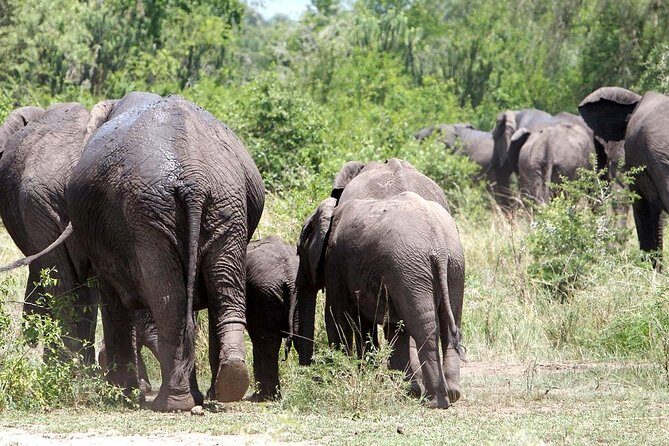 Bwindi impenetrable Kenya Tanzania Gorilla Safari 14 days 13 nights - Lake Manyara and Ngorongoro: crater day is the payoff