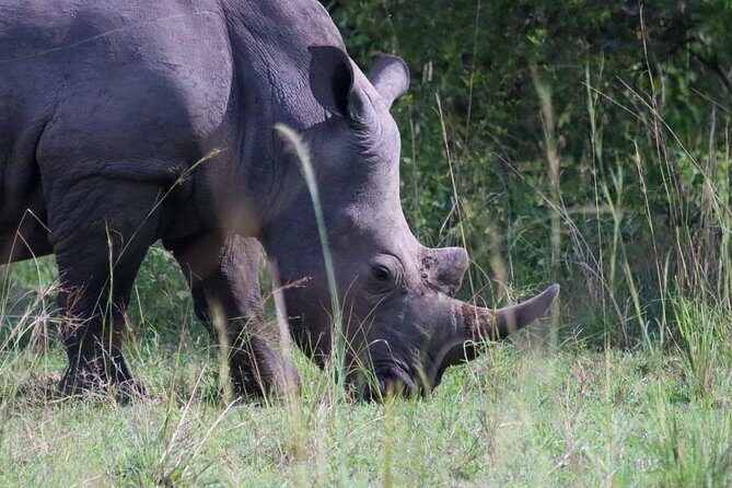 Day Tour Of Ziwa Rhino Sanctuary and Wildlife Ranch - ZIWA RHINO TREKKING - Key things that make Ziwa Rhino Trek different