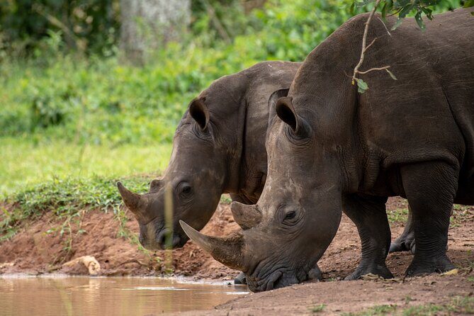 Day Tour Of Ziwa Rhino Sanctuary and Wildlife Ranch - ZIWA RHINO TREKKING - Why Ziwa Rhino Trek Beats the Usual Safari Search