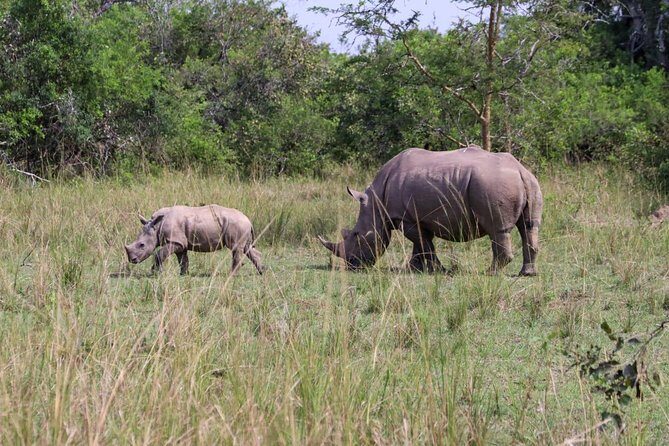 Day Tour Of Ziwa Rhino Sanctuary and Wildlife Ranch - ZIWA RHINO TREKKING - Rhino Fund Uganda: Walking With White Rhinos in Their Habitat