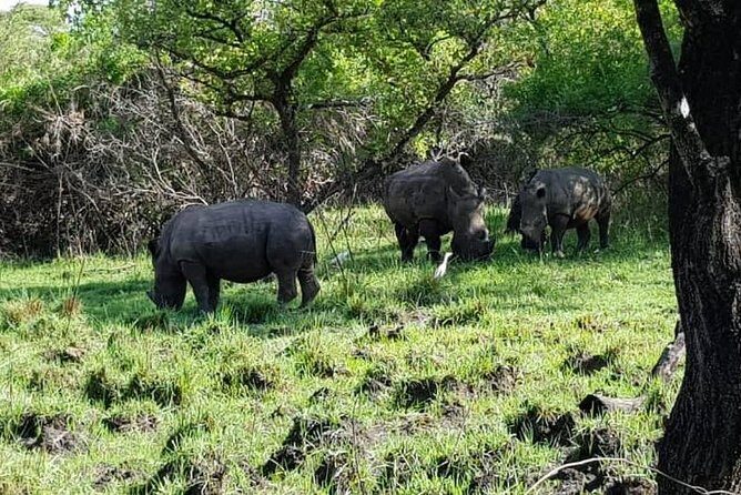 Day Tour Of Ziwa Rhino Sanctuary and Wildlife Ranch - ZIWA RHINO TREKKING - What Else You May See: Hippos, Monkeys, Storks, and More
