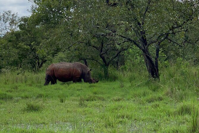 Day Tour Of Ziwa Rhino Sanctuary and Wildlife Ranch - ZIWA RHINO TREKKING - The Ranger-Led Experience: Why Safety and Timing Matter