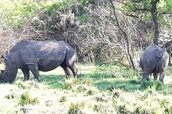 Day Tour Of Ziwa Rhino Sanctuary and Wildlife Ranch - ZIWA RHINO TREKKING - Price and Value: Is $300 Fair for a Ziwa Rhino Trek?