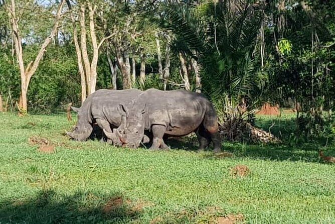 Day Tour Of Ziwa Rhino Sanctuary and Wildlife Ranch - ZIWA RHINO TREKKING - Who This Tour Fits Best (and Who Might Reconsider)
