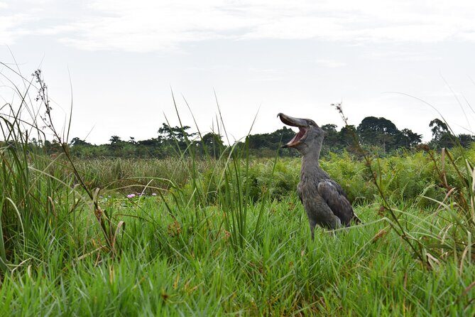 Entebbe Eco Tour - Full Day - Key takeaways before you go