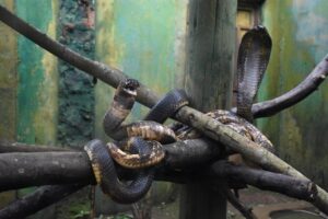 Entebbe Eco Tour - Full Day - Uganda Wildlife Conservation Education Centre: rehab stories told by animals