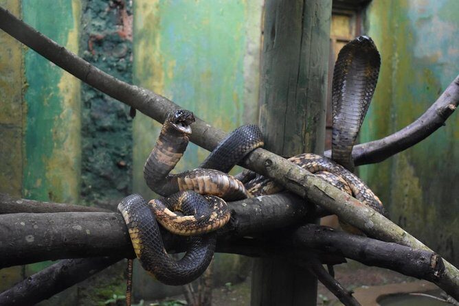 Entebbe Eco Tour - Full Day - Uganda Wildlife Conservation Education Centre: rehab stories told by animals
